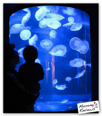 Travel Perth with Toddler - Aquarium of Western Australia